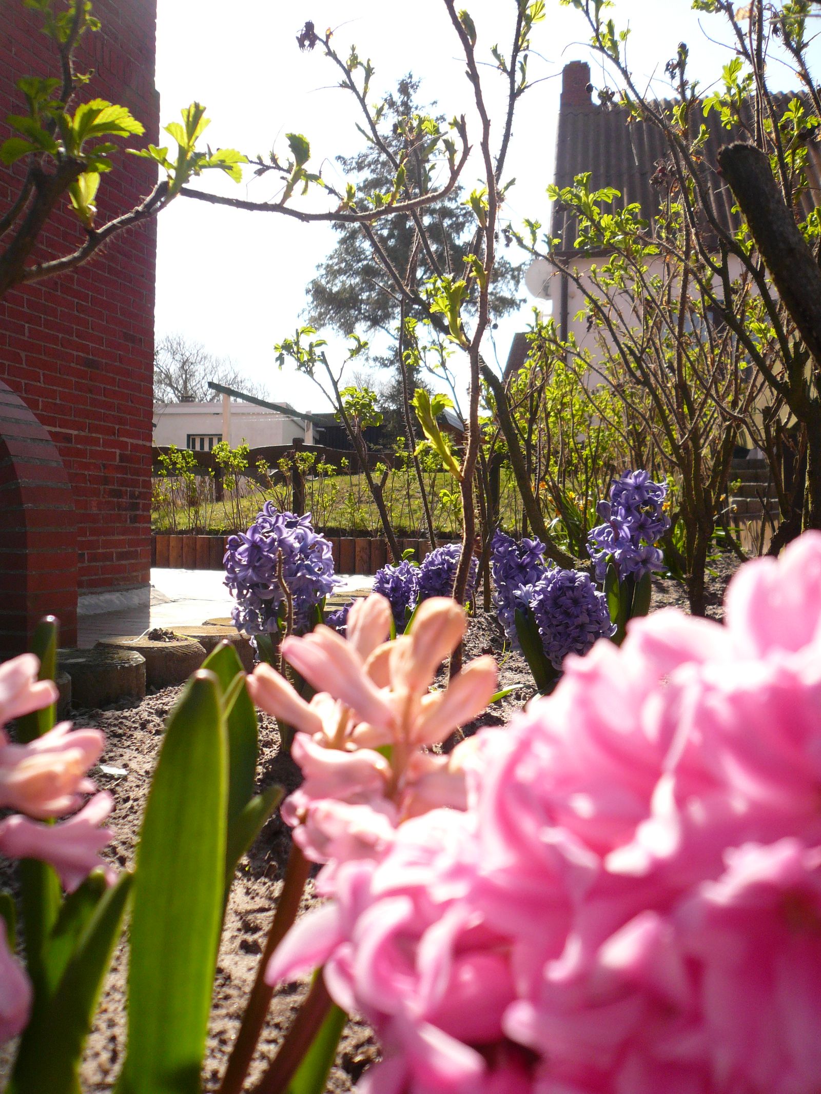 Frühling im Garten